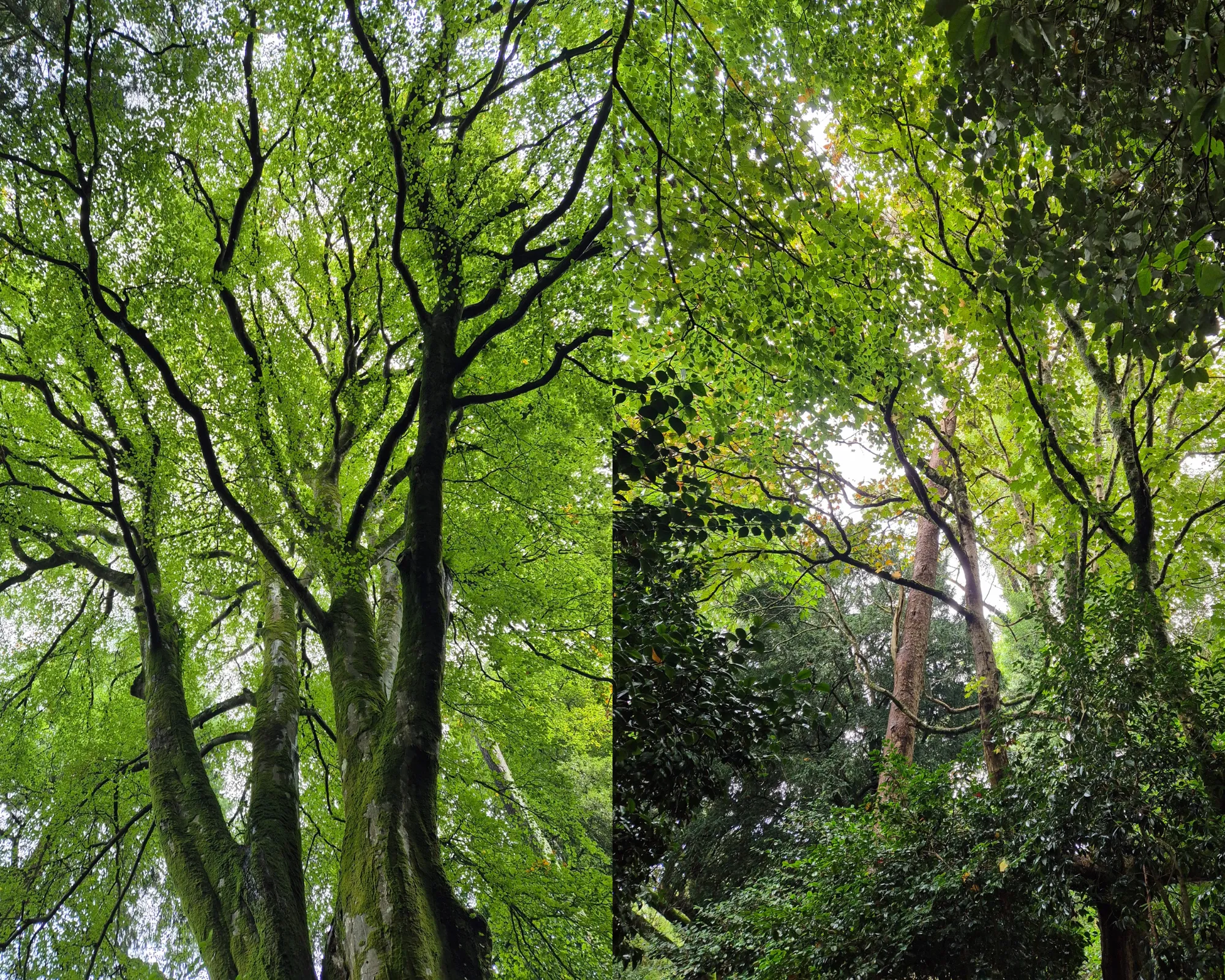 2 picture collage: top of a tree as seen from below, several trees