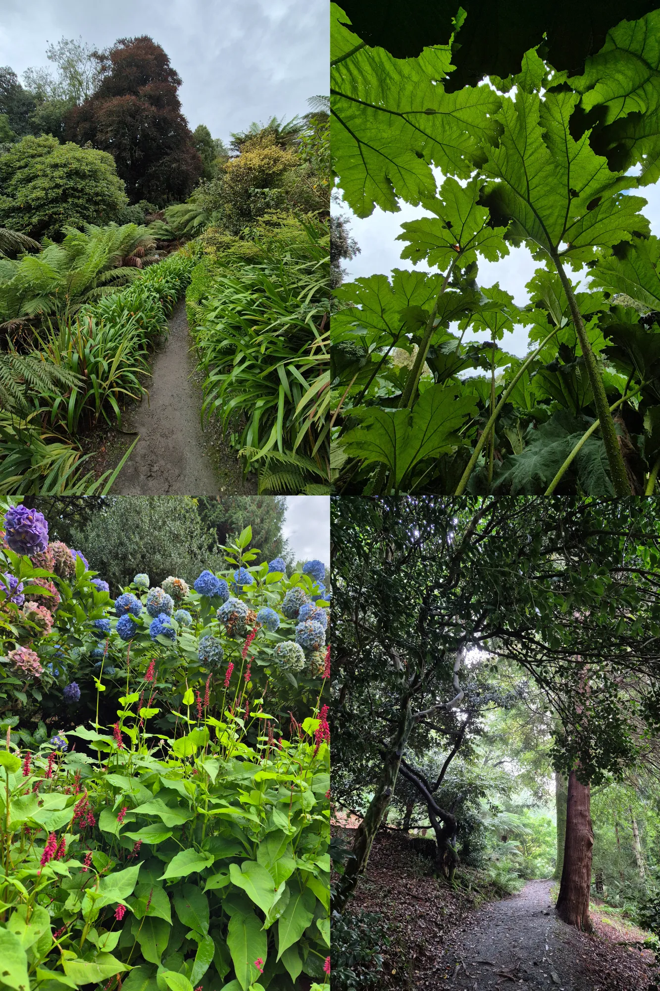 4 picture collage of plants