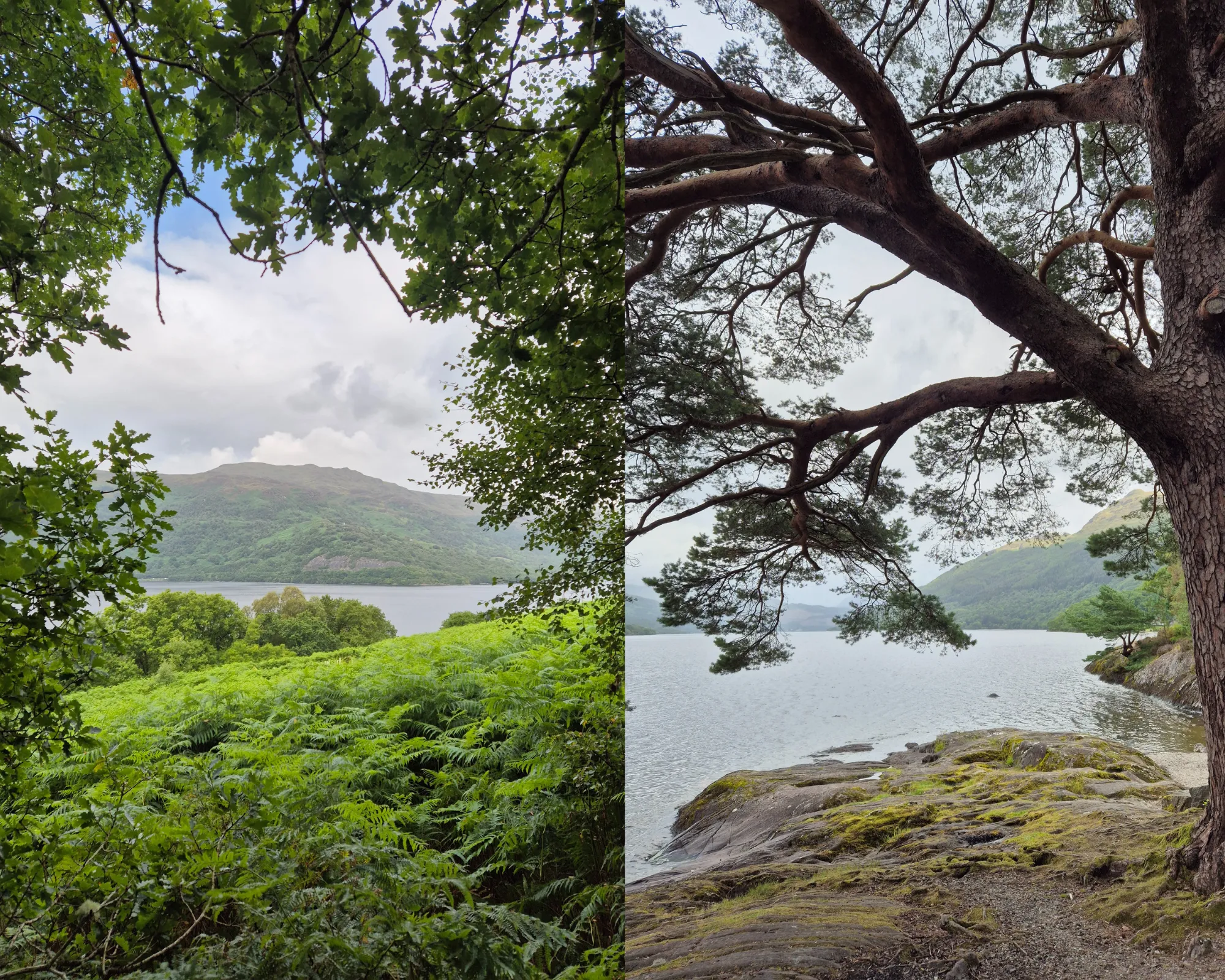 2 picture collage: Lake view of Loch Lomond between the trees, Loch Lomond shore with tree and moss covered stone.