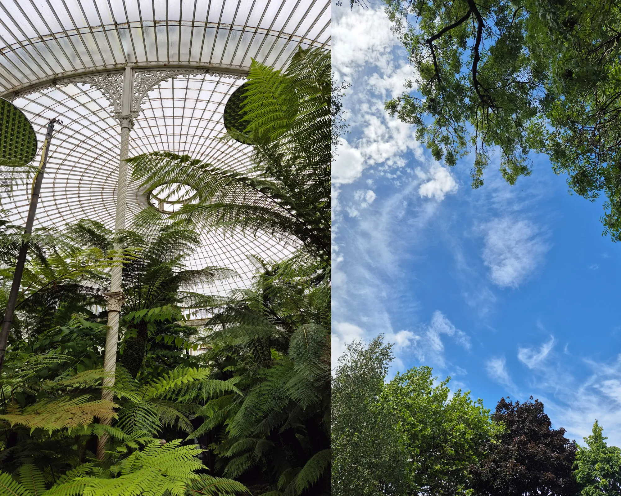 2 picture collage: Glasshouse in Glasgow Botanical Garden with glass ceiling and foliage, Blue sky with tree tops
