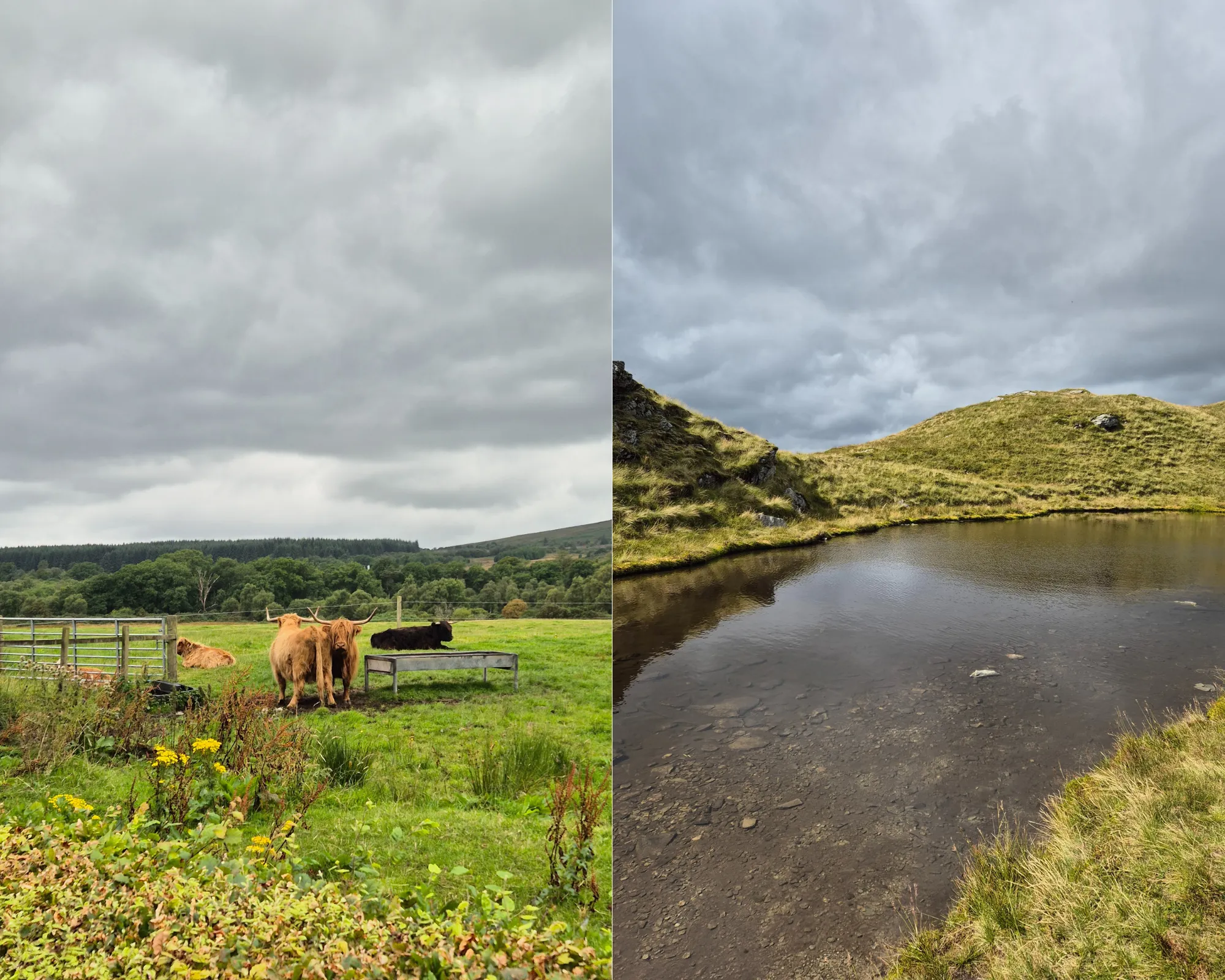 2 picture collage: Highland cows on green field, Small pond on the hike up Ben Lomond.