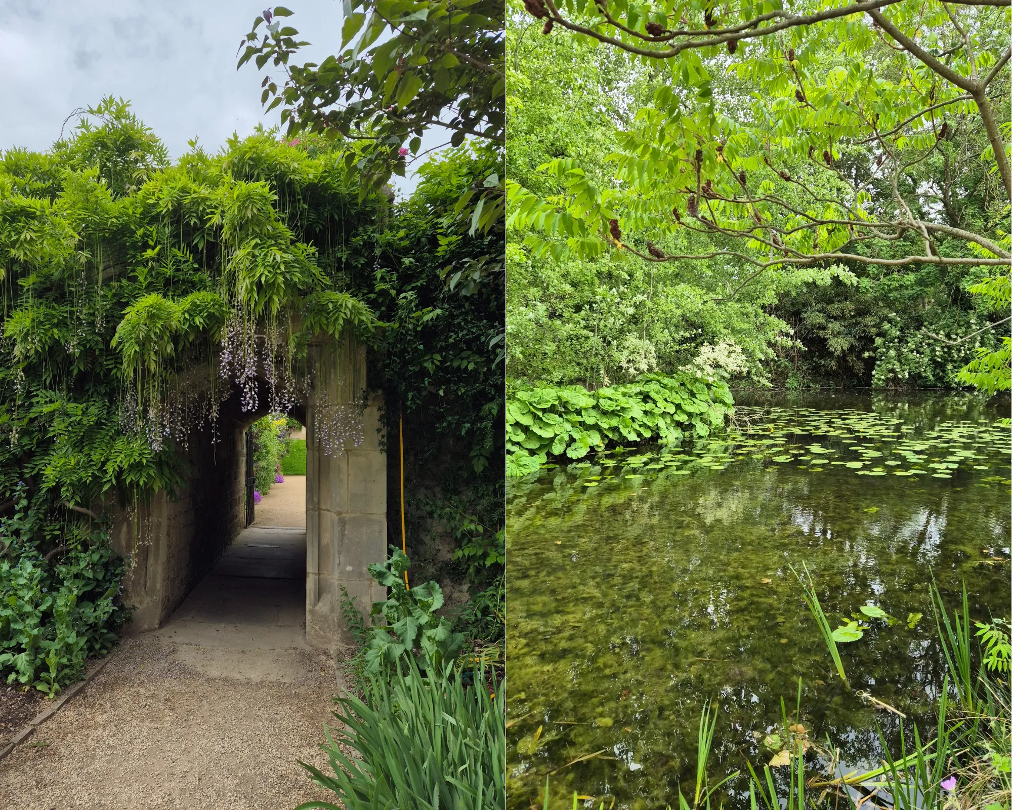 2 picture collage: The pond at Worcester College, Stone Archway with hanging green plants