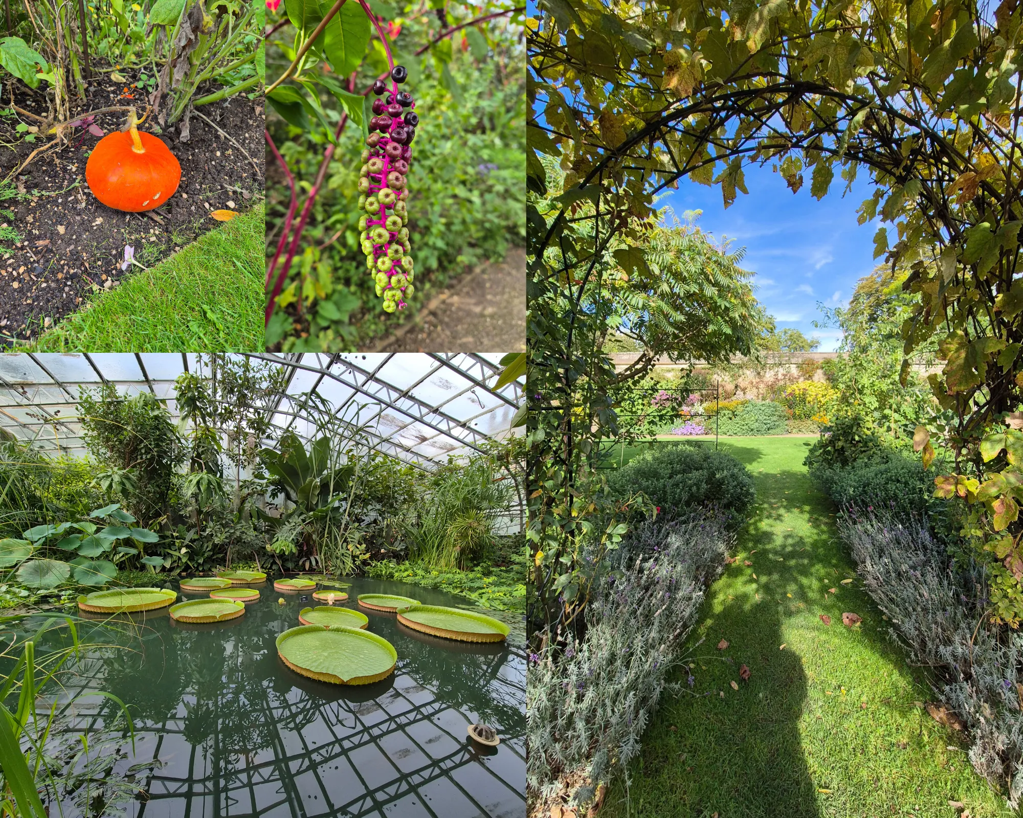 4 picture collage: Pond inside greenhouse with waterlillies floating on it, pumpkin over earth and grass, metalliz archway with green vines with the Oxford Botanical Garden in the background, Pokeweed vine going from green to deep purple
