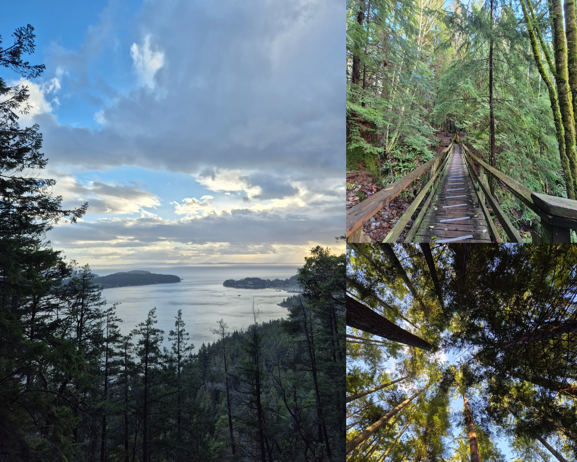 3 picture collage: View of the islands and coast from the Soames Hill top, tree trops as seen from below, wooden bridge going into the pine forest.