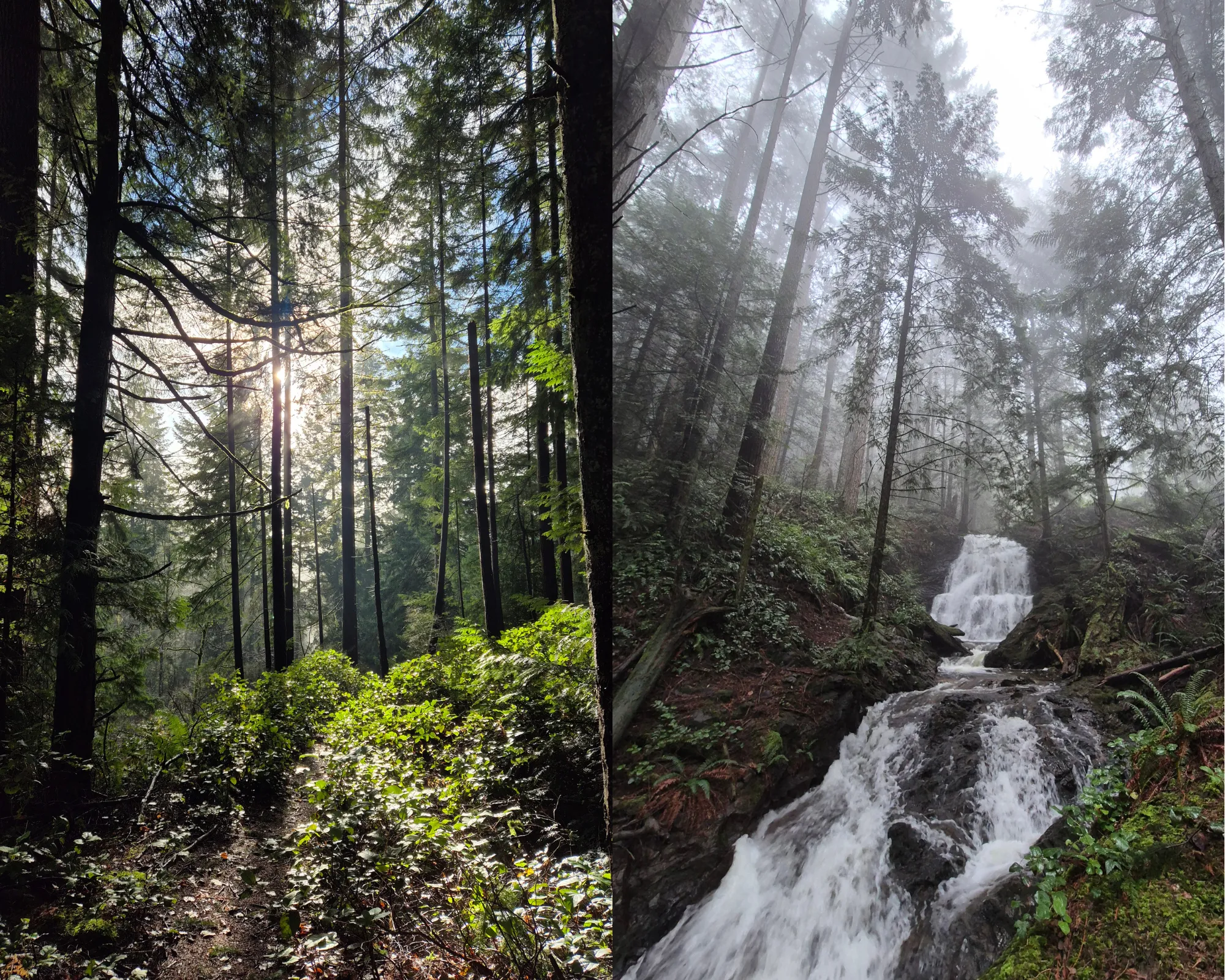 2 picture collage: forest with the sun shining through the trees, Chaster Falls with surrounding