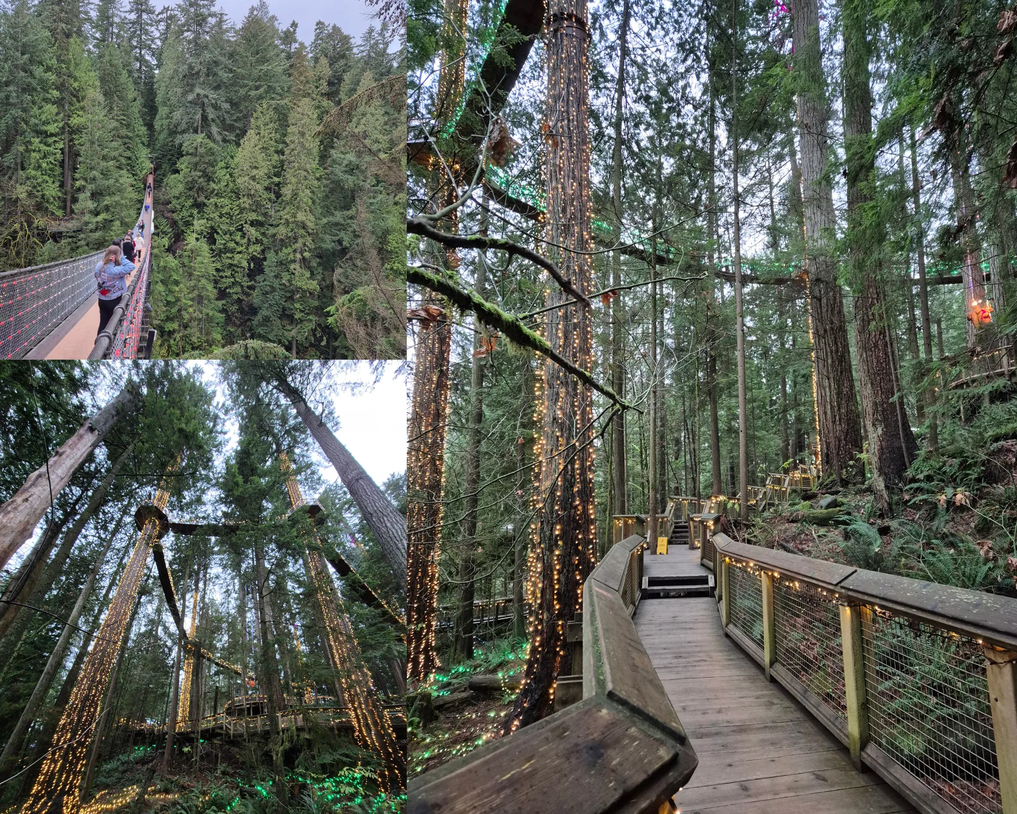 3 picture collage: Capilano Suspension Bridge with trees as backdrop, wooden elevated pathway in the forest in Capilano Suspension Bridge Park with twinkle lights in some trees, view of tall trees in the forest with elevated wooden pathways high in the trees.