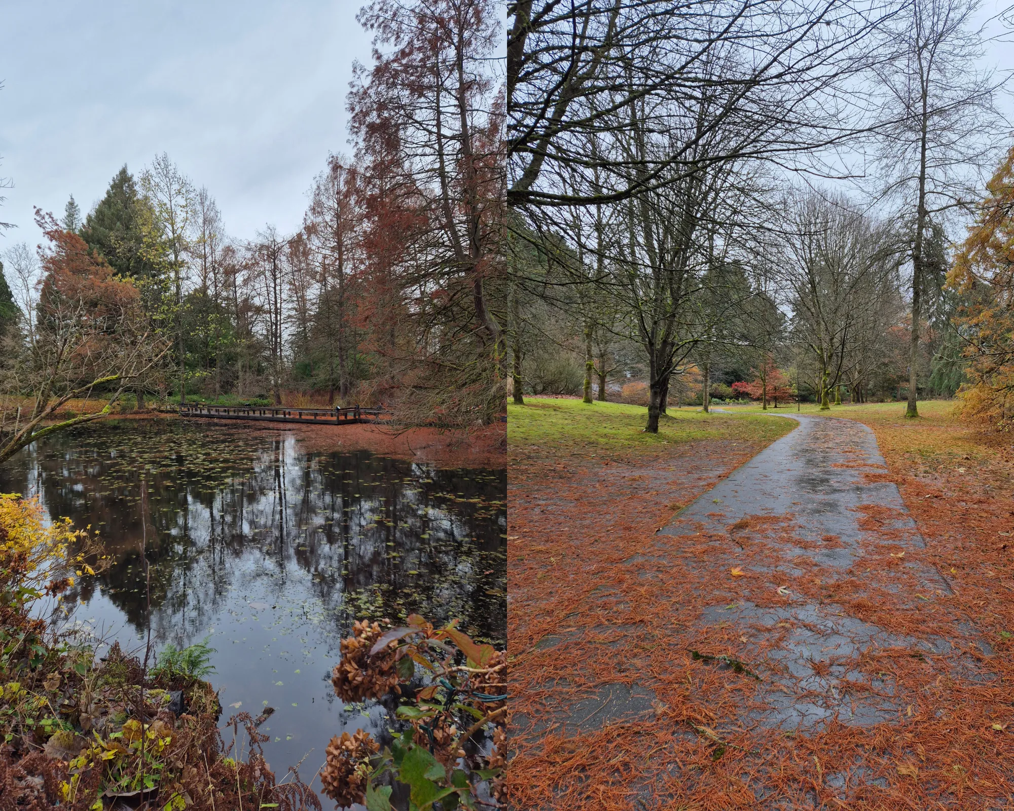 2 picture collage: picture of a pond surrounded by trees in autumn colors in the VanDusen Botanical Garden, pine needle covered paved path in the VanDusen Botanical Garden.