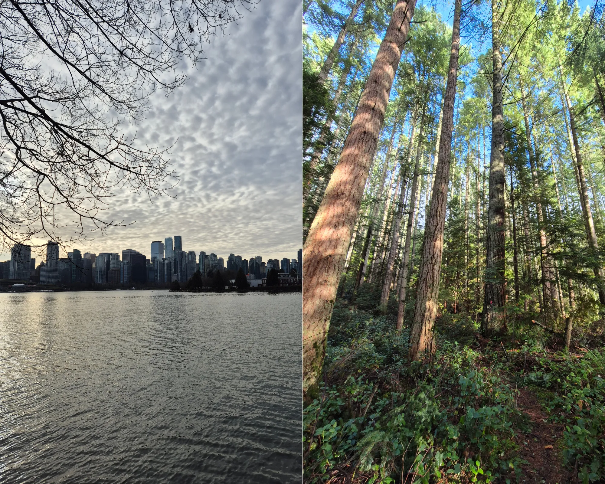 2 picture collage: Vancouver skyline, forest in Gibsons area.